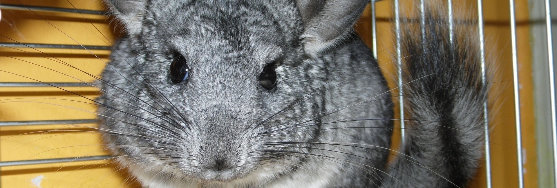 SZYLEX veisiantys šinšilos Lenkijoje šeriami šinšilų pašariniais narvais 01